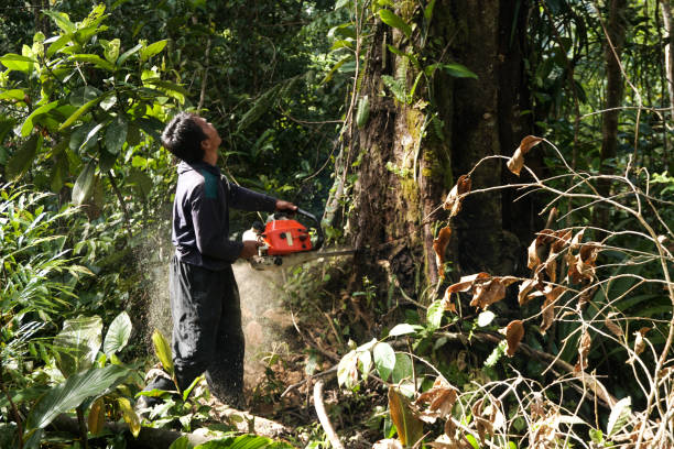 Best Emergency Storm Tree Removal  in Fords Prairie, WA